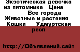 Экзотическая девочка из питомника › Цена ­ 25 000 - Все города Животные и растения » Кошки   . Удмуртская респ.